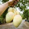 Xoài Cát Chu Cao Lãnh